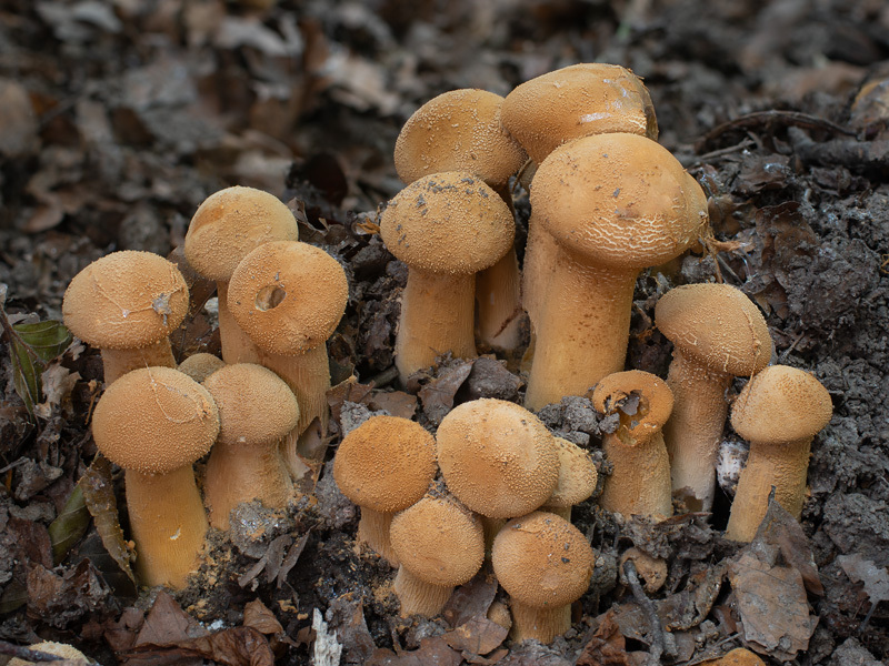 Phaeolepiota aurea